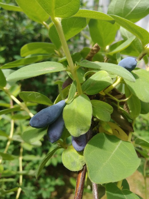 Little siberian blueberries