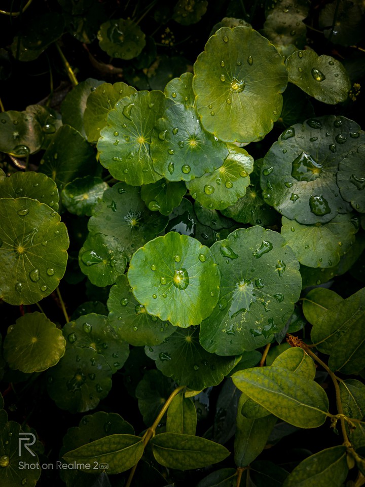 #plant