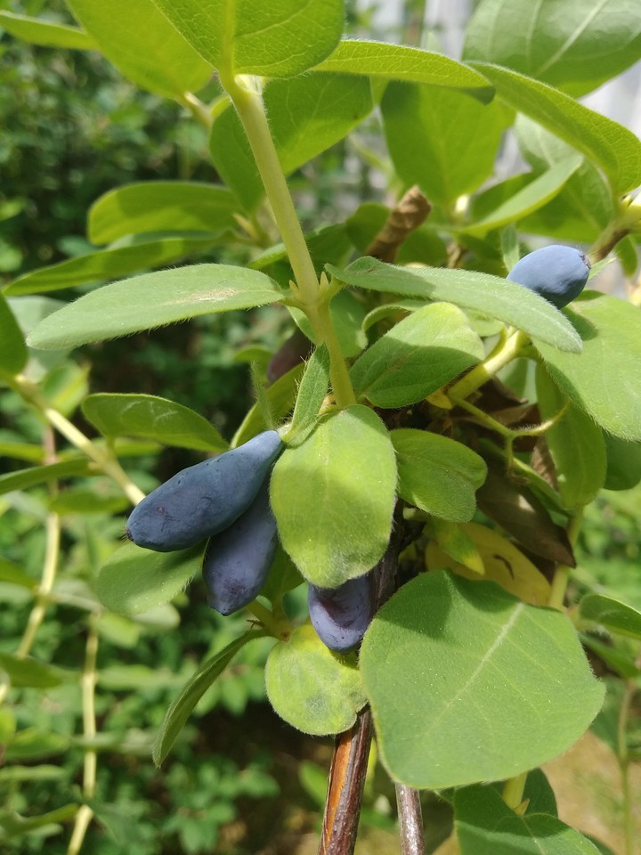 Little siberian blueberries