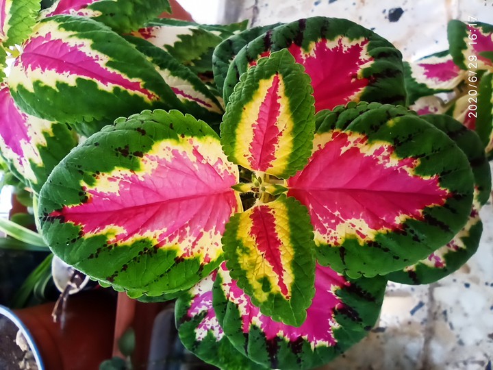 ??
