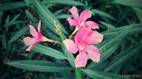 flower #love photography