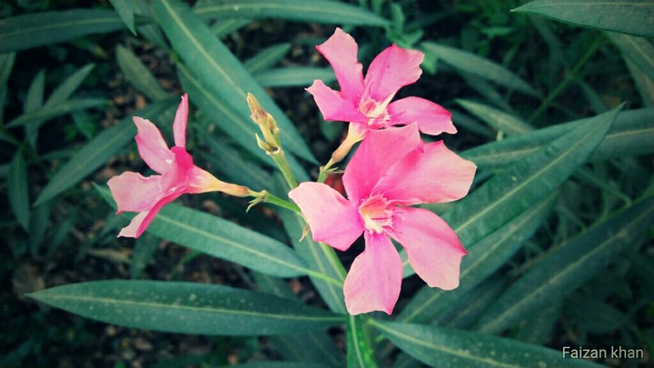 flower #love photography