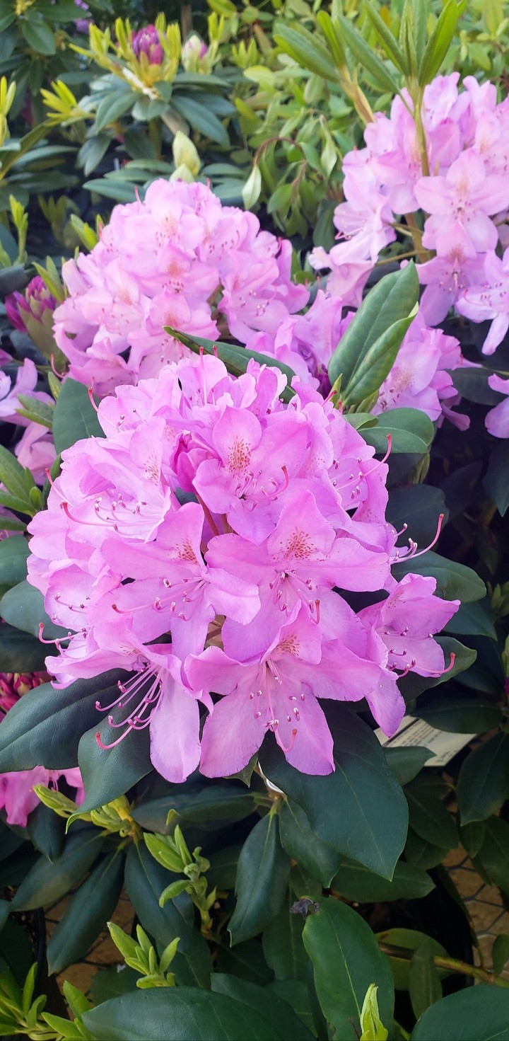 the flowers