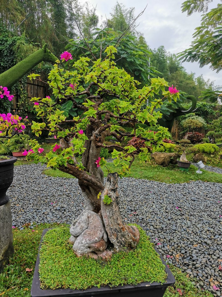 bonsai