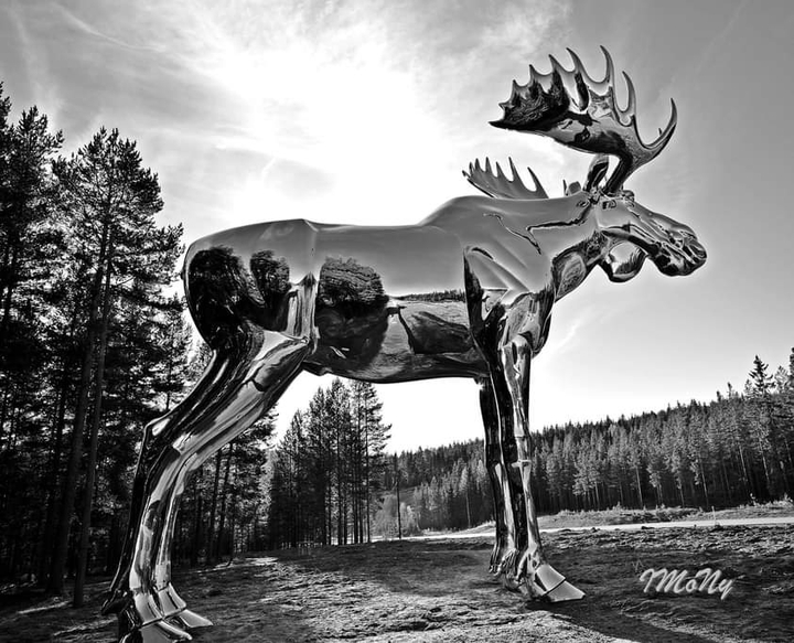 the moose