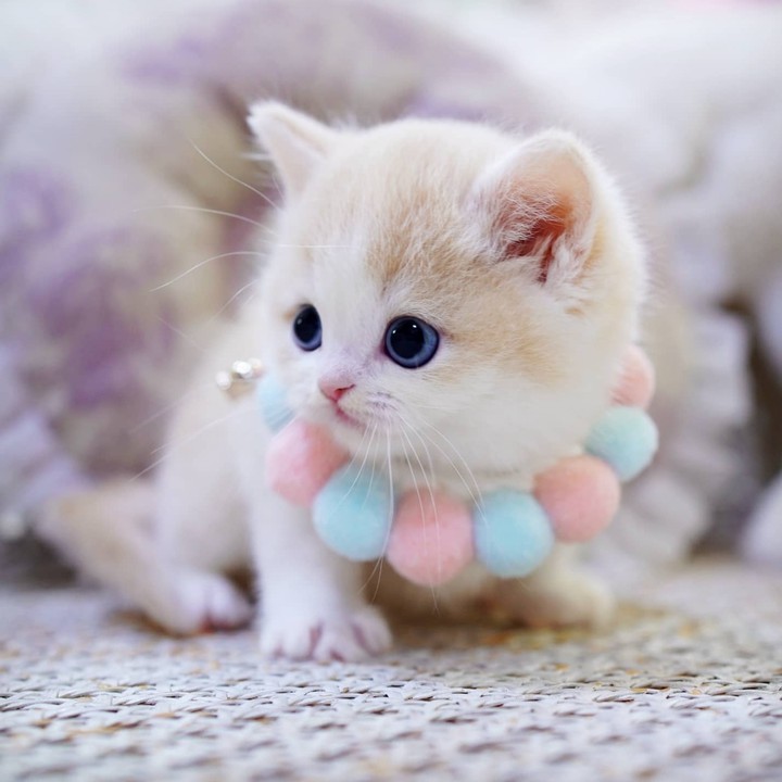 Kitty ♡_♡