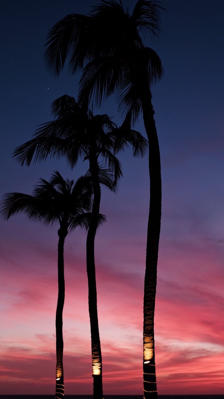 Palms