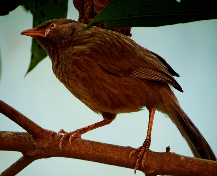 Angry Bird