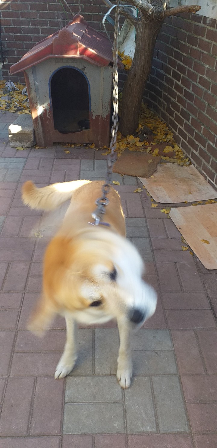 dog