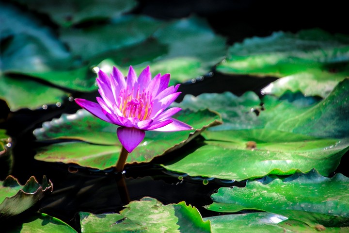 beautiful flower.....