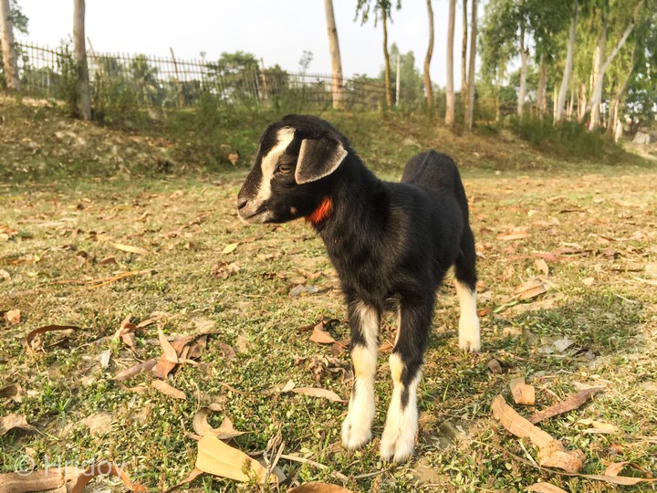 little goat  .