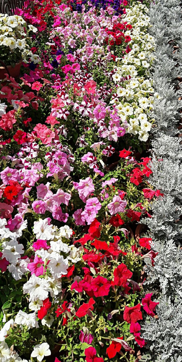 Flower garden