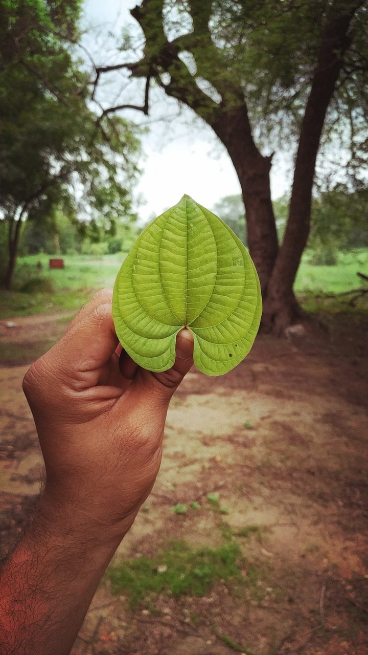 hearted Leaf
