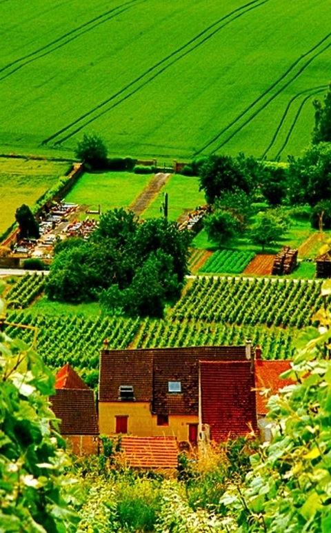 fondos de pantalla agriculture, Plantation