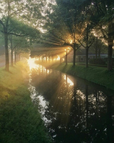 Sunny Holland