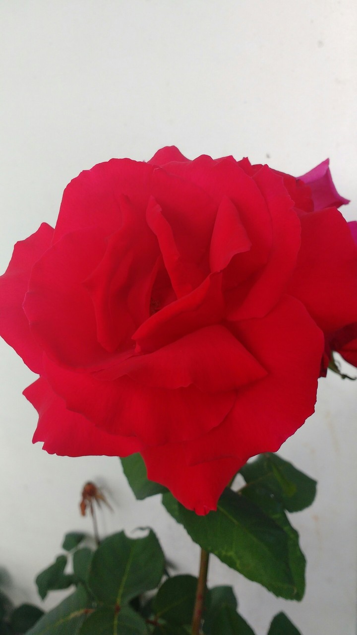 Rosa