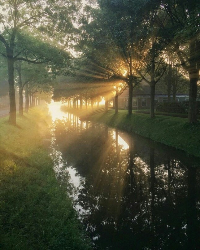 Sunny Holland
