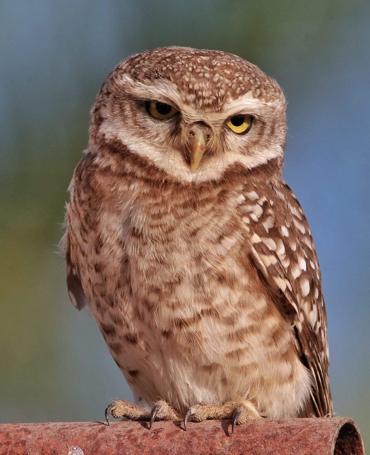 Owl