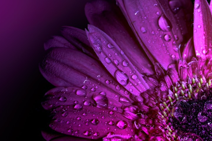 Flover