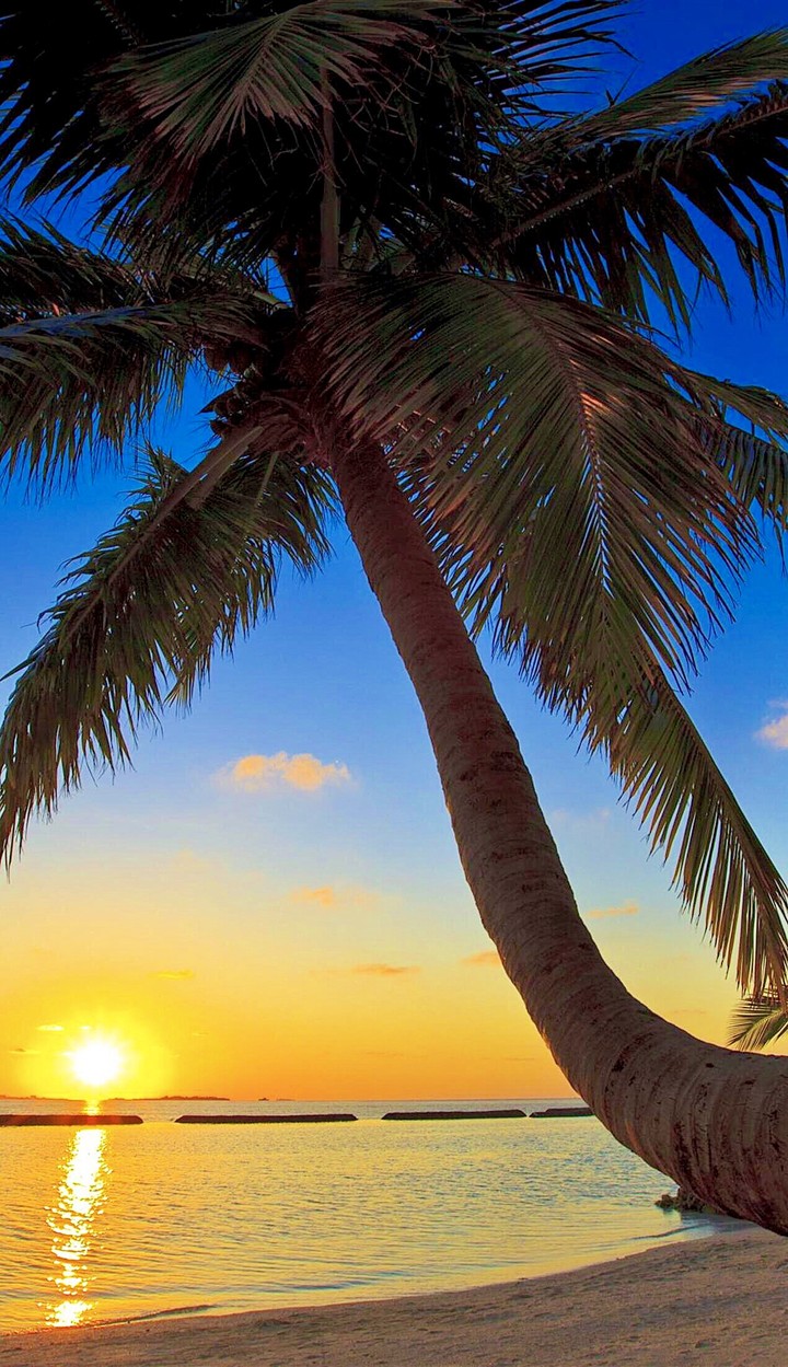 Lovely Palm