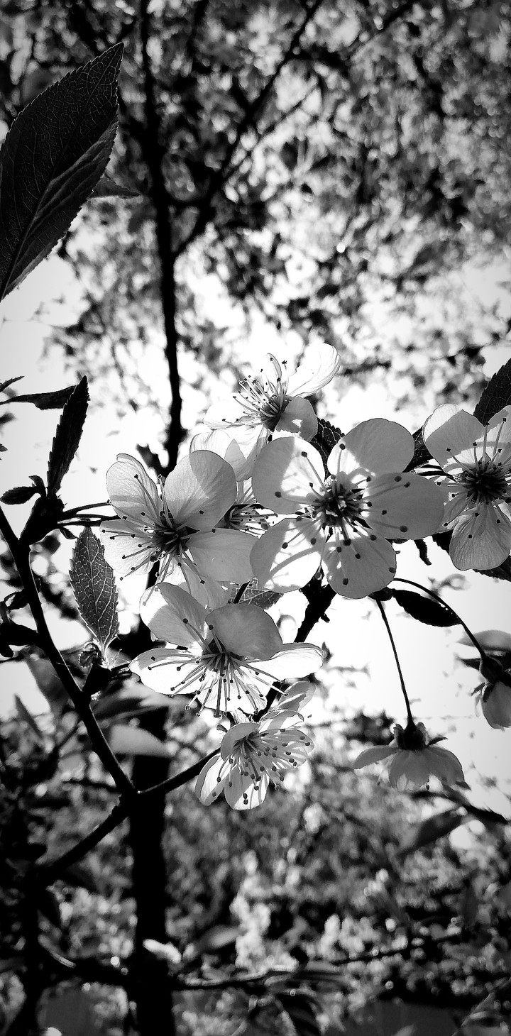 cherry blossom