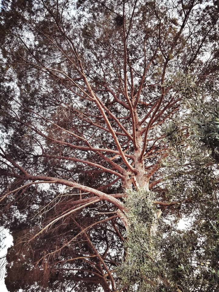Alberi