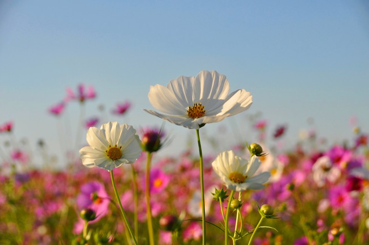 Cosmos