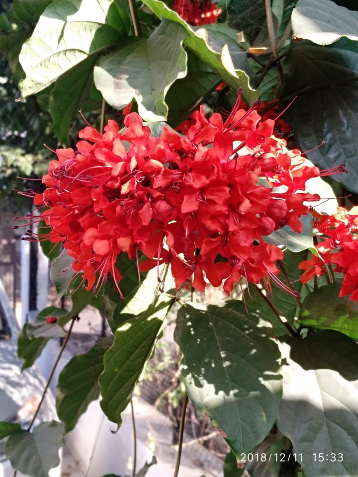 WINTER BLOSSAM