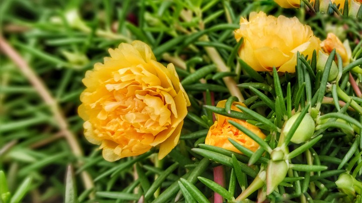 Moss Rose
