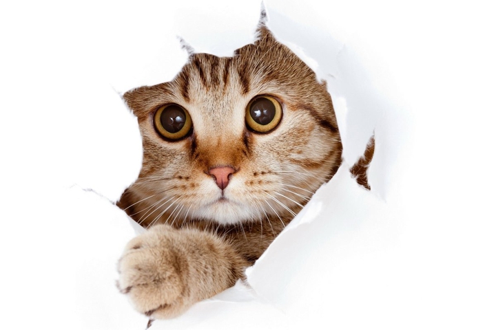 кот