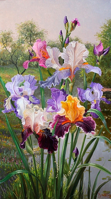 Iris
