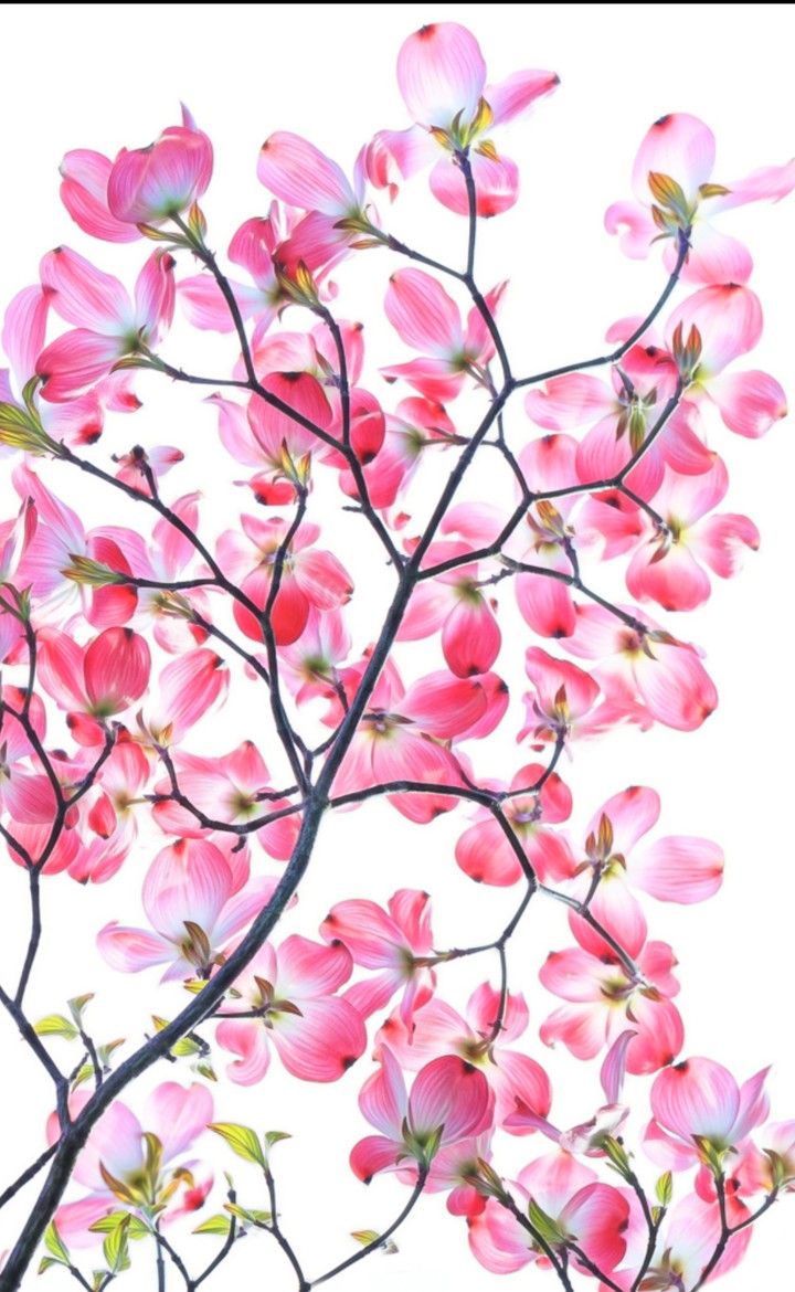 twig