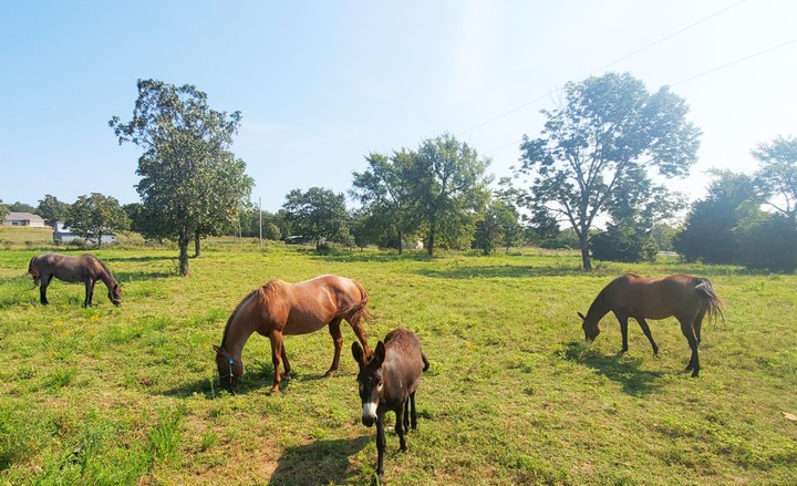 Veterans recreation center horses