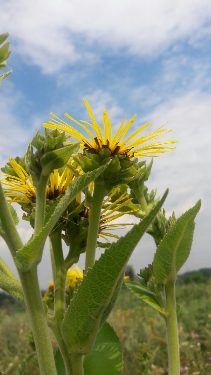 Elecampane
