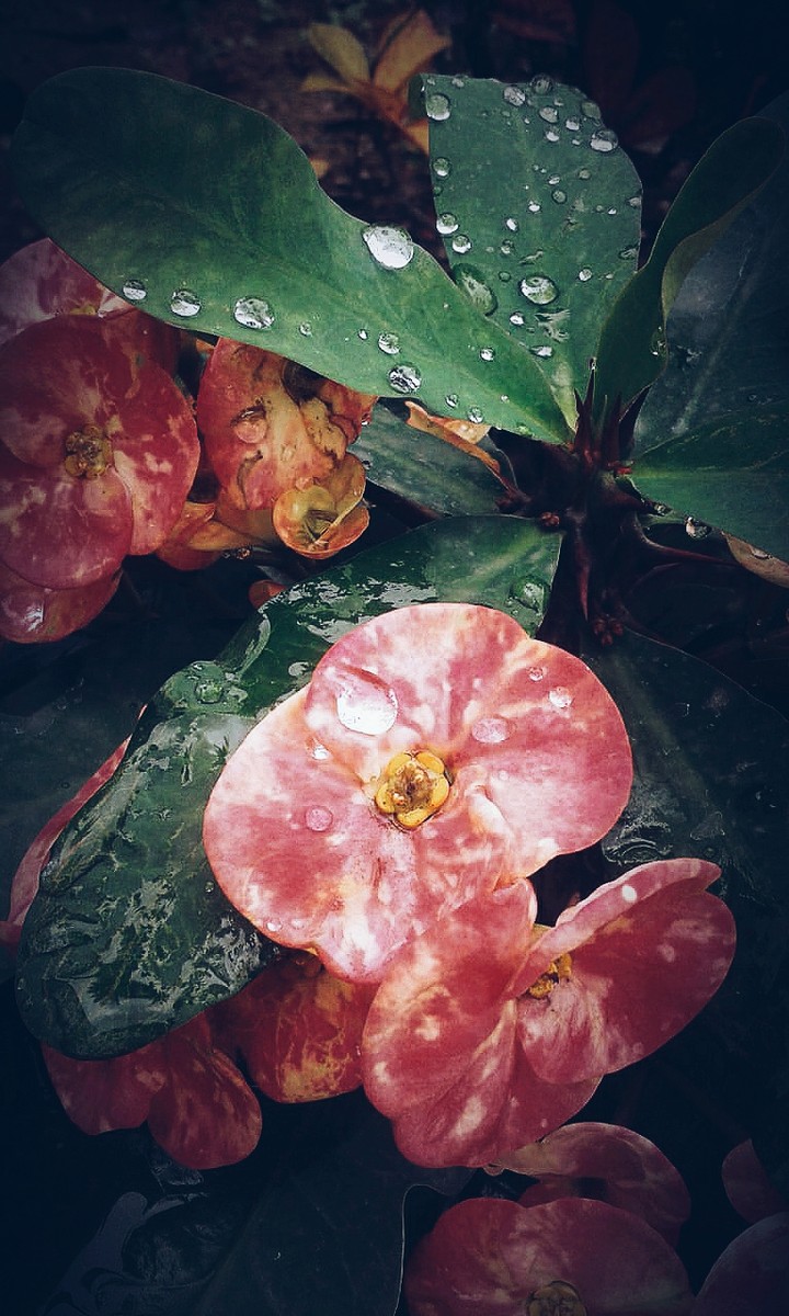 first rain