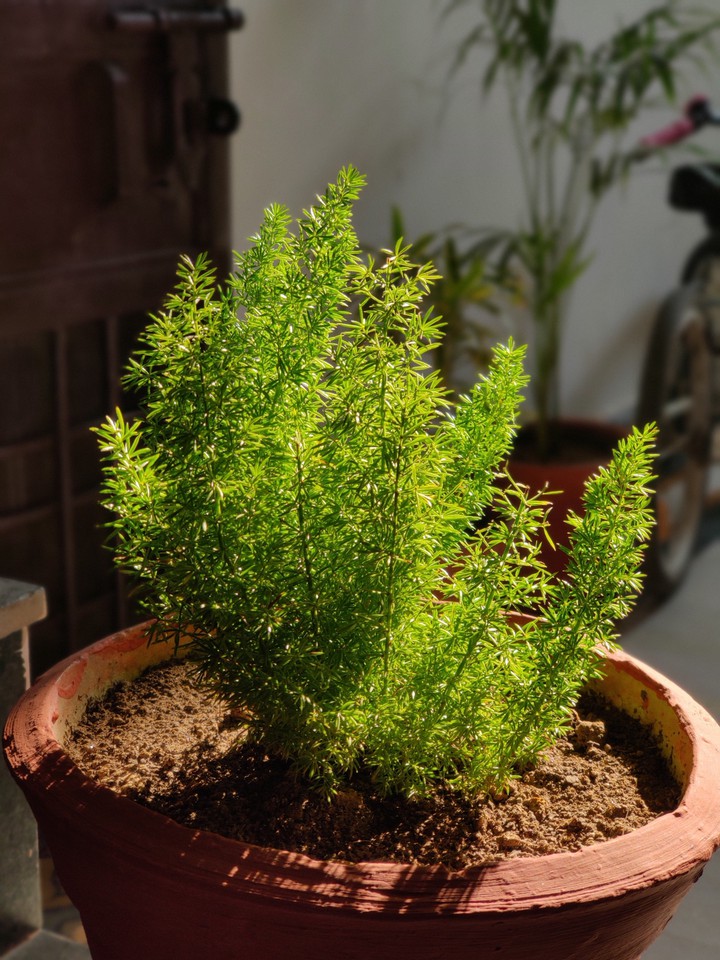 green