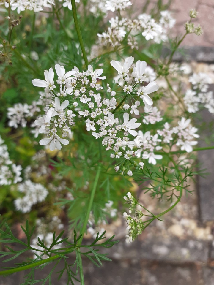 some flowers