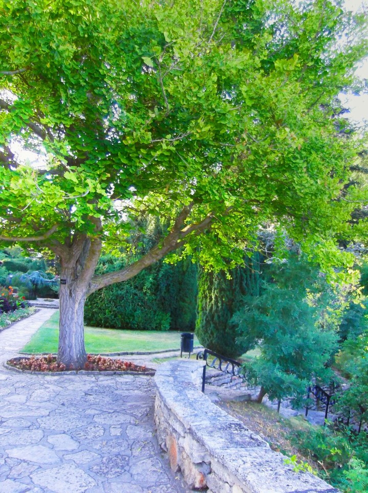 tree
