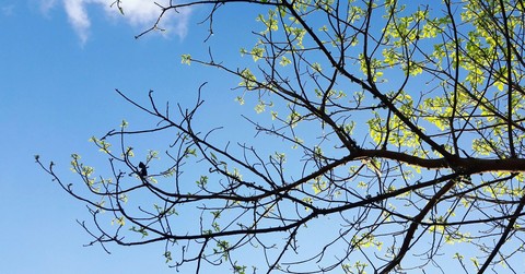 Blue and Green