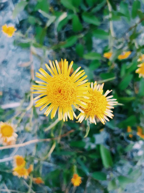 dandelion, aster壁纸