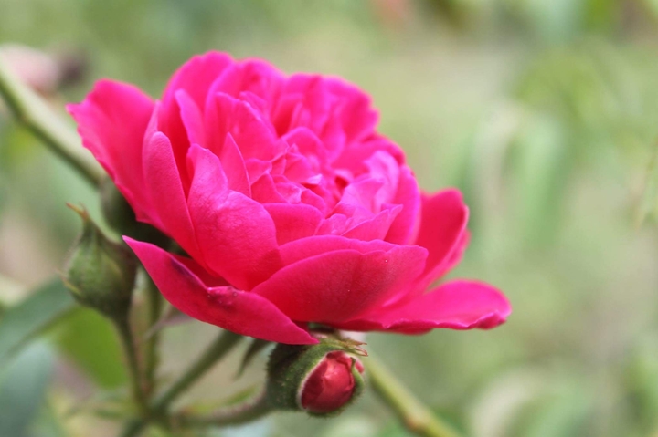 pink rose