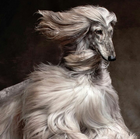 dog lover.