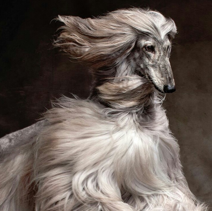 dog lover.