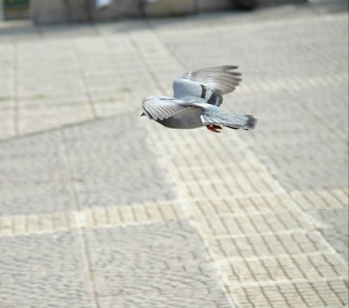 Fly bird