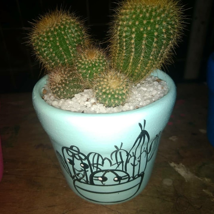 Cacto