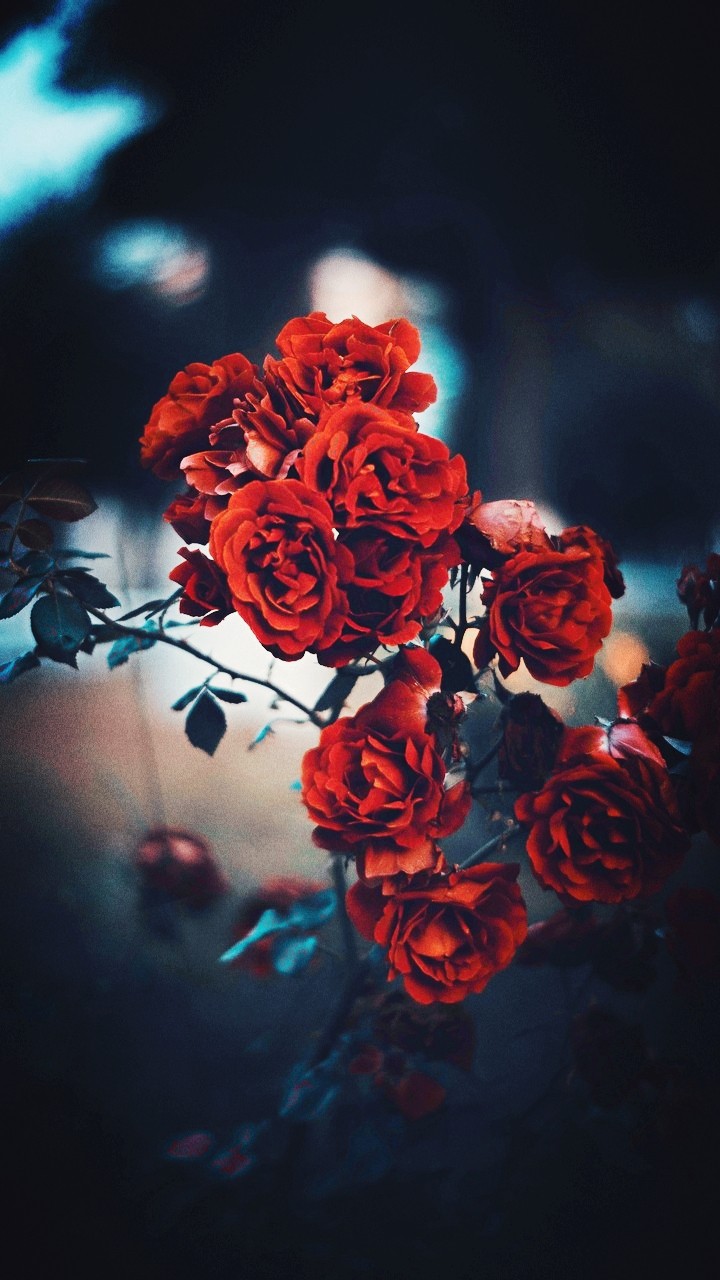 The red rose is always beautiful.