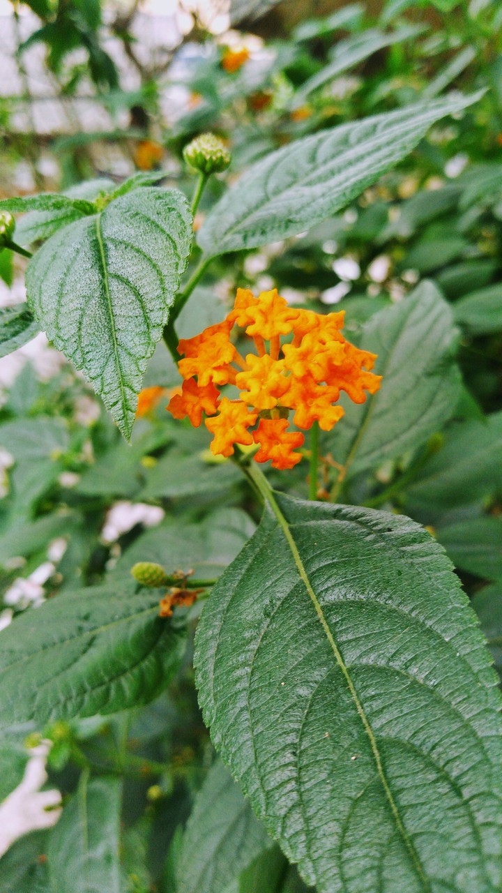 Hải Bình