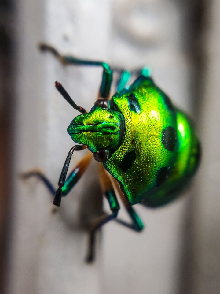 Jewel bug