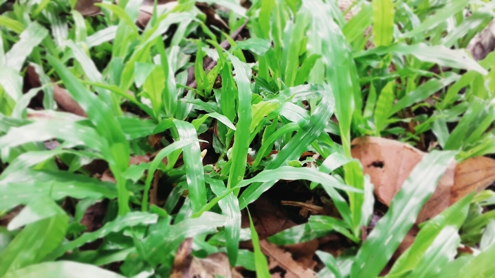 beauty of grass