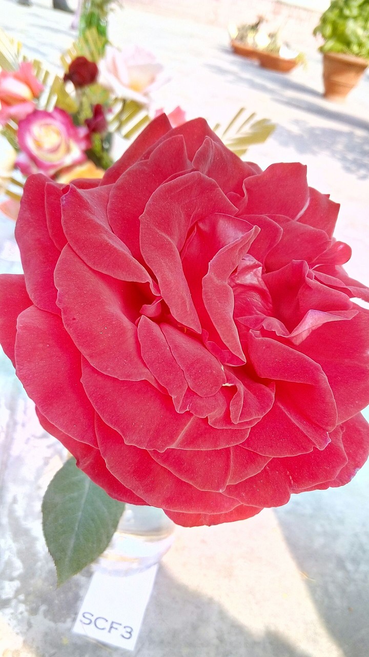 beautiful flower